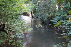 59.-Upstream-from-Tracebridge