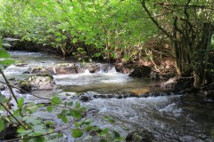 62.-Upstream-from-Tracebridge