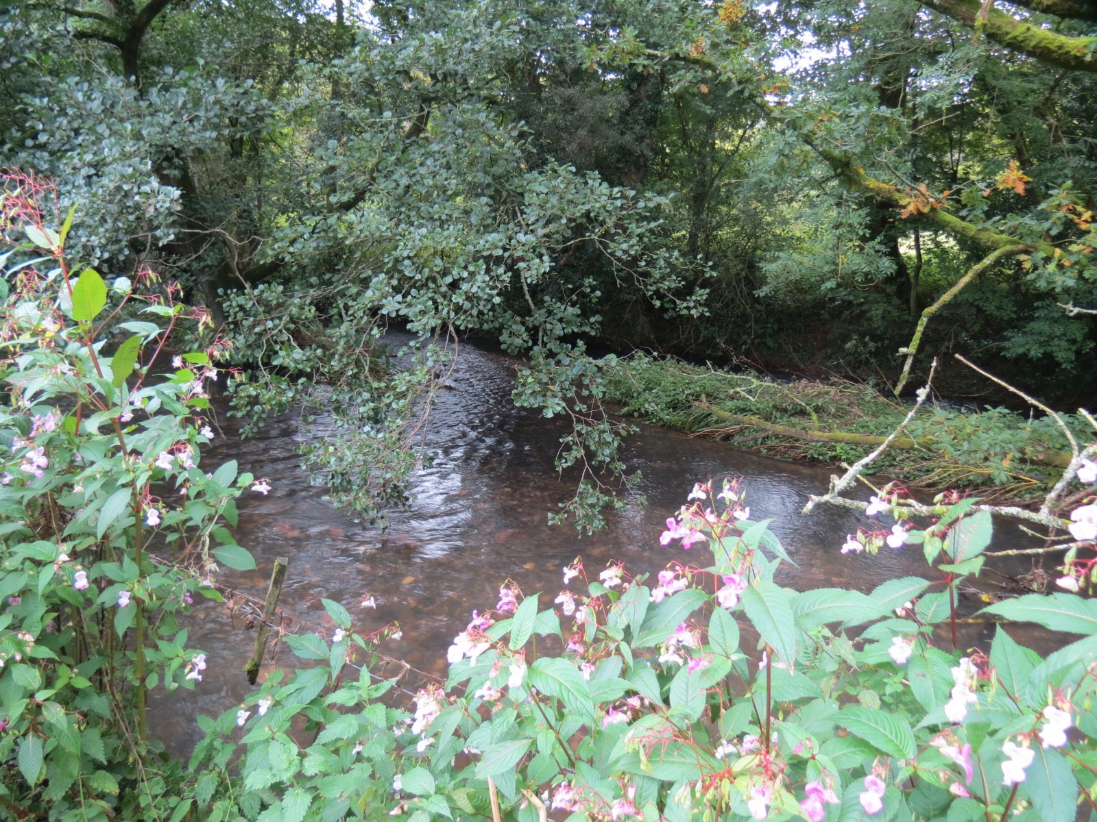11.-Upstream-from-Greenham-7