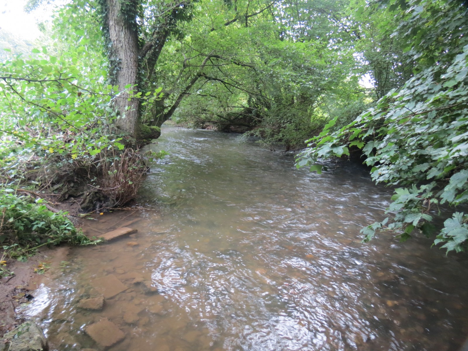 11.-Upstream-from-Greenham-8