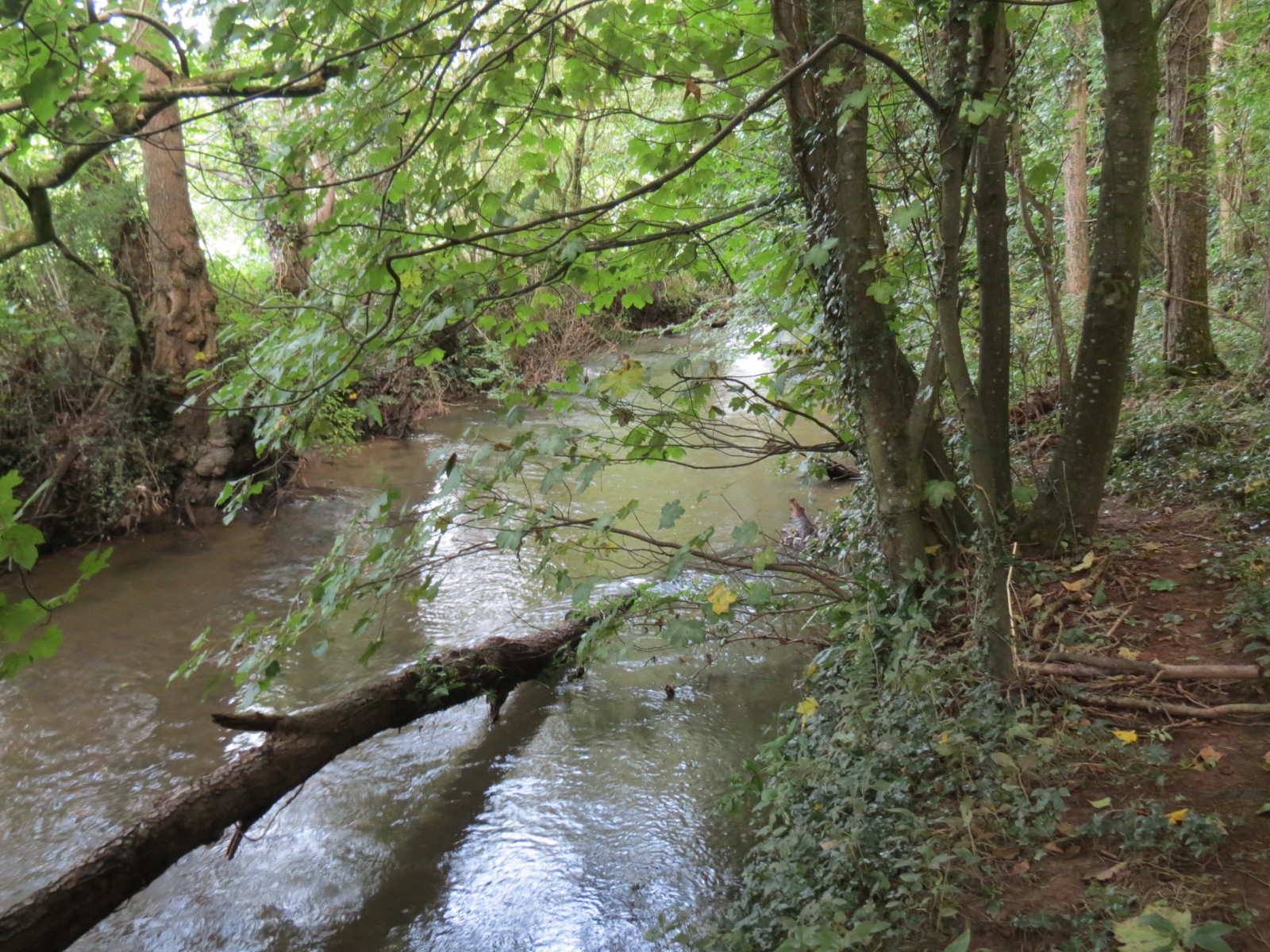 12.-Upstream-from-Greenham-1