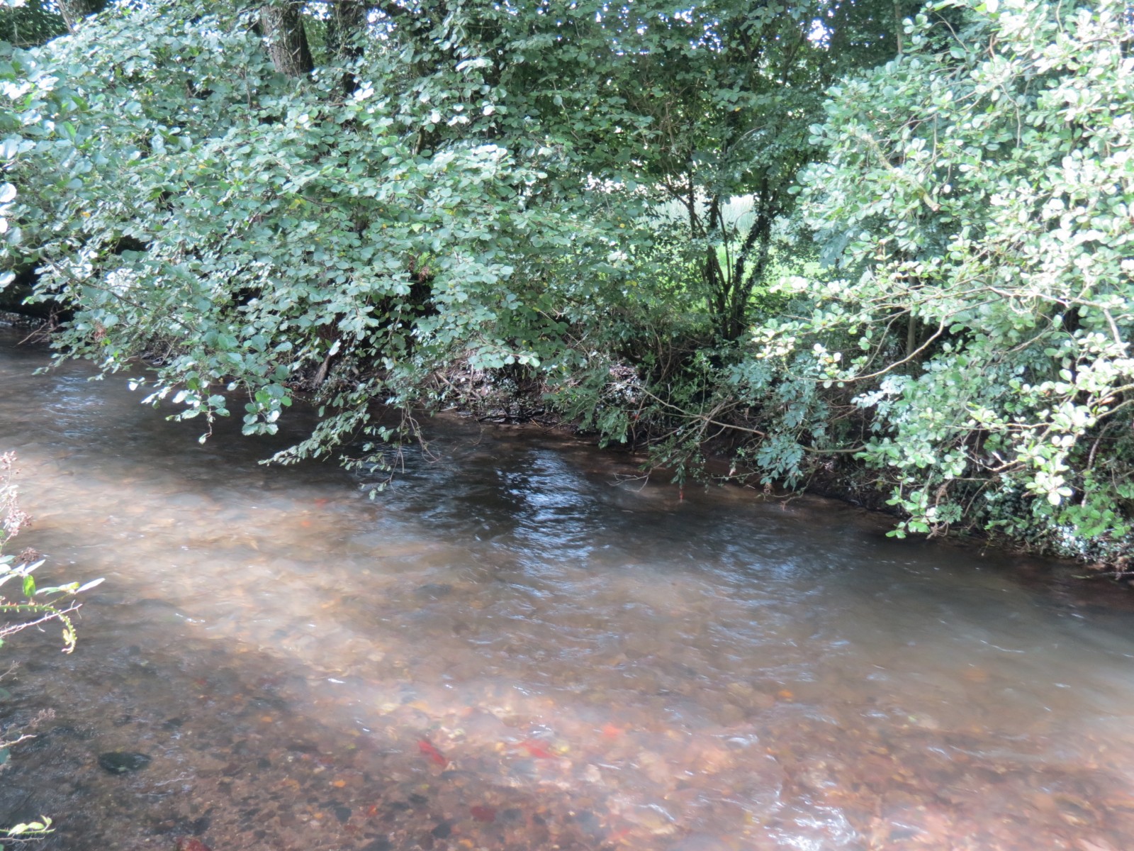 12.-Upstream-from-Greenham-6