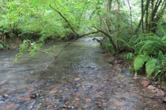 9.-Downstream-from-Tracebridge-3