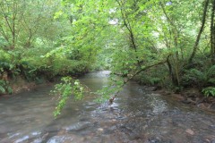 9.-Downstream-from-Tracebridge-5