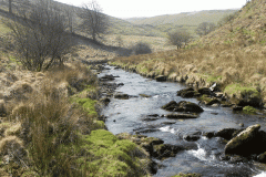 58. Flowing past Cornham Brake