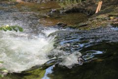 15.-Downstream-from-Beasley-Weir