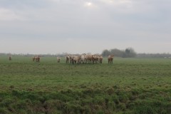 16.-Cows-downstream-from-Rackley-Bridge-1
