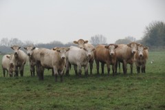 16.-Cows-downstream-from-Rackley-Bridge-2