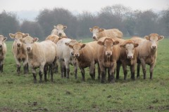 16.-Cows-downstream-from-Rackley-Bridge-3