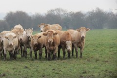 16.-Cows-downstream-from-Rackley-Bridge-4