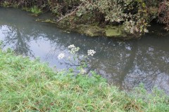 4.-Downstream-from-Bow-Bridge-5