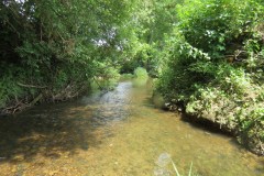 37.-Upstream-from-Bere-Regis-Accommodation-Bridge-East