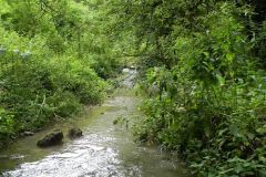 90.-Fordbury-Bottom-stream-looking-upstream.
