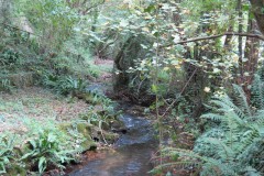 21.-Downstream-from-Peartwater-1