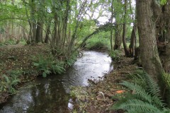 21.-Downstream-from-Peartwater-10