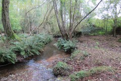 21.-Downstream-from-Peartwater-14