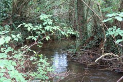 21.-Downstream-from-Peartwater-2