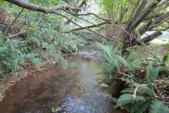 21.-Downstream-from-Peartwater-7