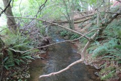 21.-Downstream-from-Peartwater-8