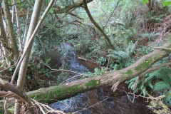 21.-Downstream-from-Peartwater-9