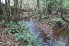 22.-Upstream-from-Peart-Hall-3