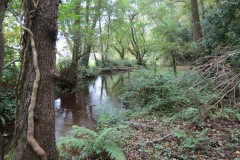 22.-Upstream-from-Peart-Hall-5