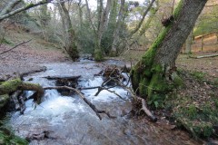 3.-Flowing-through-Hodder-Combe-6