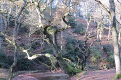 3a.-Crooked-tree-in-Hodders-Combe