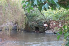 32.-Harpford-bridge-upstream