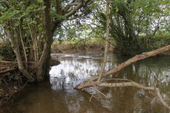 4.-Downstream-from-Wellisford-Manor-Weir-12