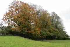 Autumn-colours-by-River-Tone-Wellisford