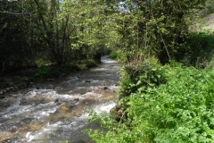 16. Upstream from Langridge Mills Road Bridge