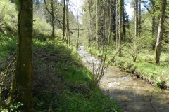 28. Flowing through Druid's Combe Wood