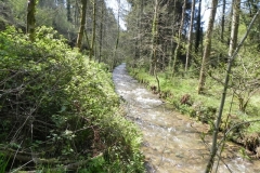 29. Flowing through Druid's Combe Wood