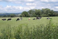 63.-Red-and-White-Holstein-by-Redlake-River