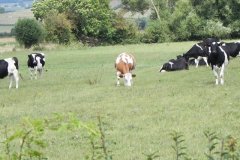 64.-Red-and-White-Holstein-by-Redlake-River