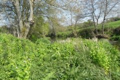 4.River-Frome-downstream-from-Tellisford-Weir