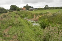 14.Cattle-Crossing-upstream-of-Hartlake-Farm