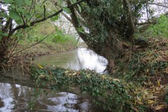 14.-Downstream-from-Bradford-Mill-4
