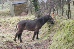 2. Ponies above East Lyn river
