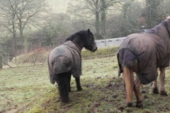 3. Ponies above East Lyn river