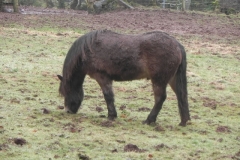 4. Ponies above East Lyn river