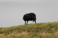5. Black sheep Lynmouth