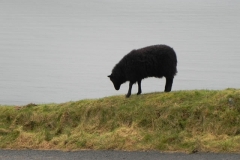 6. Black sheep Lynmouth