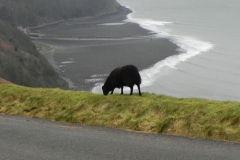 7. Black sheep Lynmouth