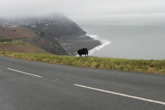 8. Black sheep Lynmouth