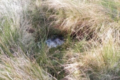 5. The early stream