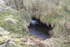6. The early stream