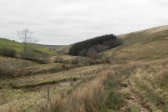 48. Looking downstream to small Pine wood