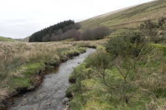 53. Flowing down to Pine Wood